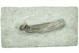 Fossil Crinoid (Abrotocrinus) - Crawfordsville, Indiana #231921-1